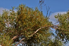 Eucalyptus rigidula rigidula