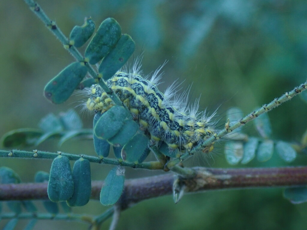 Mesquite Stinger Moth