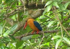 Pelargopsis capensis