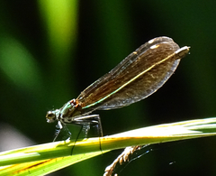 Calopteryx virgo