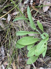 Craspedia variabilis