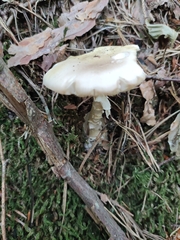 Amanita phalloides