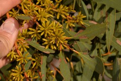 Eucalyptus rigidula rigidula