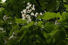 Catalpa bignonioides