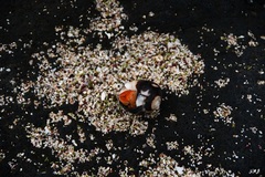 Coenobita compressus