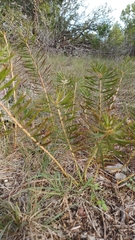 Stillingia texana