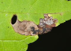 Aspilanta hydrangaeella