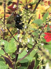 Xylocopa micans