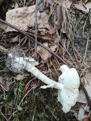 Amanita phalloides