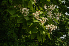 Catalpa bignonioides