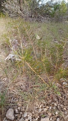 Stillingia texana