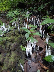 Xylaria