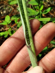 Paspalum bifidum