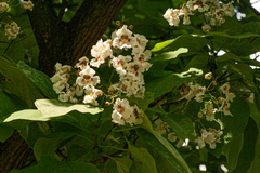 Catalpa bignonioides