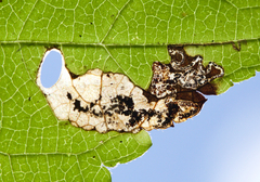 Aspilanta hydrangaeella