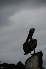 Pelecanus occidentalis urinator