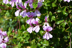 Pelargonium peltatum