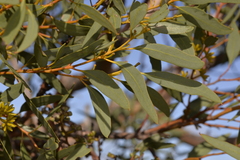 Eucalyptus rigidula rigidula
