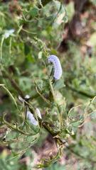 Tenthredo scrophulariae