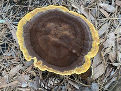 Phaeolus
