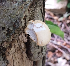 Cryptoporus volvatus