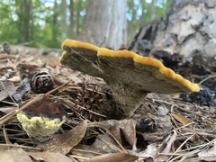 Phaeolus
