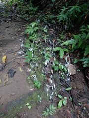Xylaria