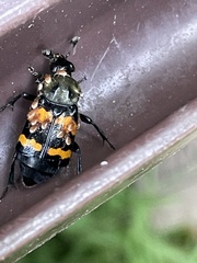 Nicrophorus tomentosus