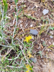 Ericameria discoidea