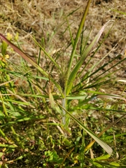 Panicum capillare