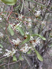 Hakea
