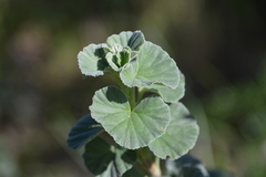 Pelargonium reniforme