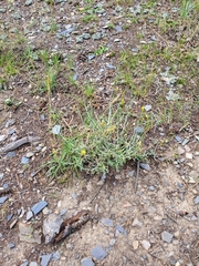 Ericameria discoidea