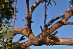 Eucalyptus rigidula rigidula