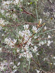 Hakea