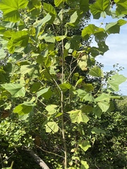 Platanus occidentalis