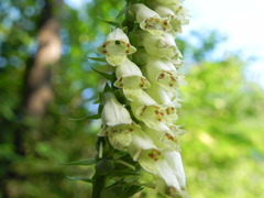 Digitalis micrantha