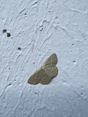 Scopula virgulata