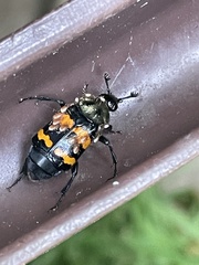 Nicrophorus tomentosus