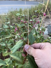 Symphoricarpos