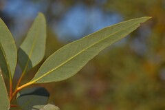 Eucalyptus rigidula rigidula