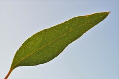 Eucalyptus rigidula rigidula