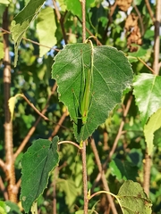 Phaneroptera falcata