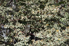 Myiarchus magnirostris