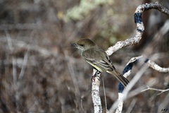 Myiarchus magnirostris