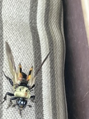 Nicrophorus tomentosus