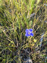 Gentianopsis virgata