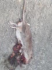 Rattus norvegicus