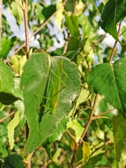 Phaneroptera falcata