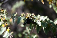 Xylocopa darwini